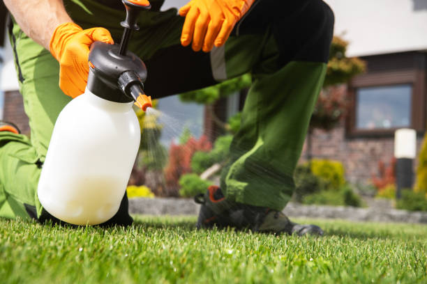 Best Local Pest Control Services  in Window Rock, AZ