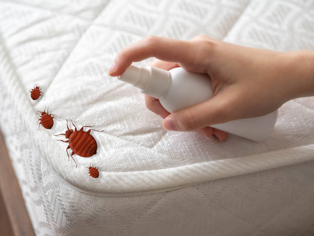Best Emergency Pest Control  in Window Rock, AZ